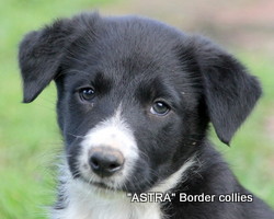 Black and white male, Smooth to medium coat, border collie puppy